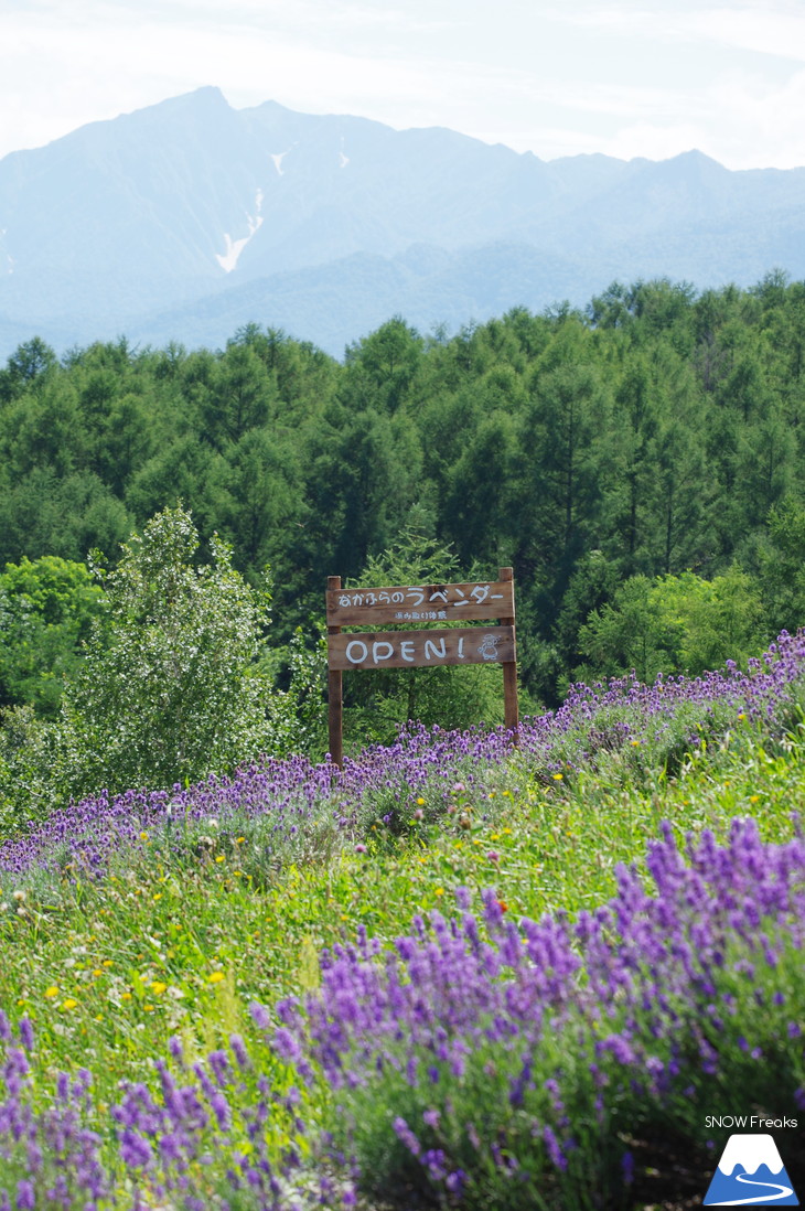 カメラを片手に夏の中富良野～上富良野・ラベンダー花畑巡り☆